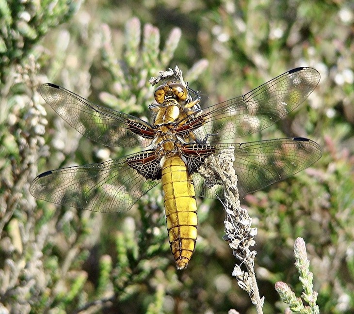 broad-bodied chaser